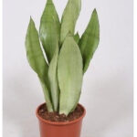 Σανσεβιέρια – Sansevieria Moonshine
