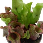 Sarracenia Venosa -Σαρκοφάγο φυτό