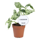 Συγκόνιο - Syngonium Mottled Variegata
