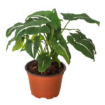 Συγκόνιο – Syngonium wendlandii