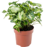 Συγκόνιο - Syngonium 'pixie'