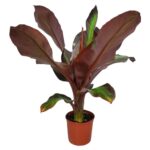 Μπανάνα - Banana Ensete ventricosum 'Maurelii' Red