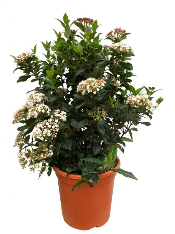 Βιβούρνο κοινό - Viburnum tinus