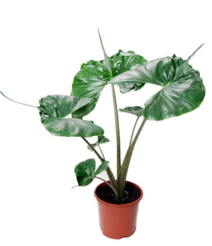 Αλοκάσια – Alocasia macror Stingray