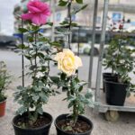 Τριανταφυλλιά θάμνος - Rosa sp.