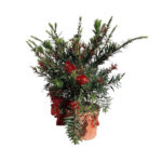 Καλλιστήμονας - Callistemon sp.