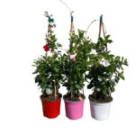 Διπλαδένια - Mandevilla splendens or Dipladenia splendens