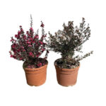 Λεπτόσπερμο - Leptospermum scoparium