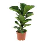 Φίκος – Ficus lyrata bambino