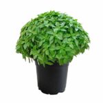 Βασιλικός νυχάτος