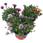 Διμορφοθήκη