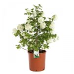 Βιβούρνο Χιονόσφαιρα - Viburnum Op Roseum