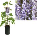 Γλιτσίνια - Wisteria sinensis mix