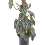 Φυλλόδεντρο - Philodendron Brandtianum Mosstok