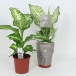 Διφενμπάχια – Dieffenbachia mars