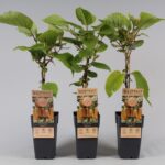 Actinidia deliciosa 'Hayward' - Ακτινίδιο