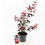 Άτσερ – Acer palmatum Atropurpureum