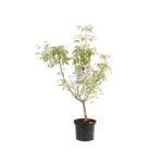 Acer negundo 'Flamingo