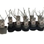 Μαγνόλια - Magnolia stellata 'Royal Star'