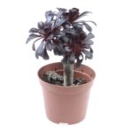 Αιώνιο - Aeonium Arboreum black
