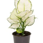 Αγλαόνημα - Aglaonema 'white Joy'