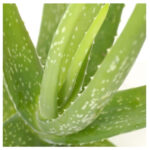 Αλόη - Aloe vera