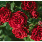 Τριανταφυλλιά Αναρριχώμενη