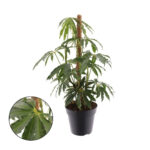 Ανθούριο -Anthurium polyschistum