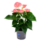 Ανθούριο - Anthurium Rose