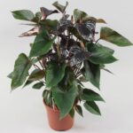 Ανθούριο μαύρο - Anthu Black Love