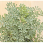 Απήγανος αρωματικό αειθαλές φυτό