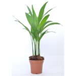 Αρέκα - Areca catechu