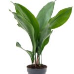 Ασπιδίστρα - Aspistra eliator