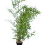 Μπαμπού - Phyllostachys Aurea/Bambusa Aurea