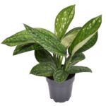 Πόθος – Epipremnum pinnatum ”Marble Planet”