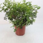 Σχίνος - Pistacia lentiscus