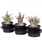 Adenium “ansu” baobab