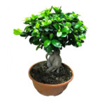 Φίκoς Ginseng Bonsai