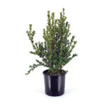 Buxus θάμνος 40cm