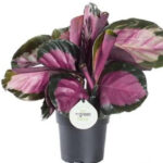 Καλαθέα - Calathea roseopicta "Crimson"