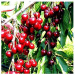 Κερασιά Βοδενό