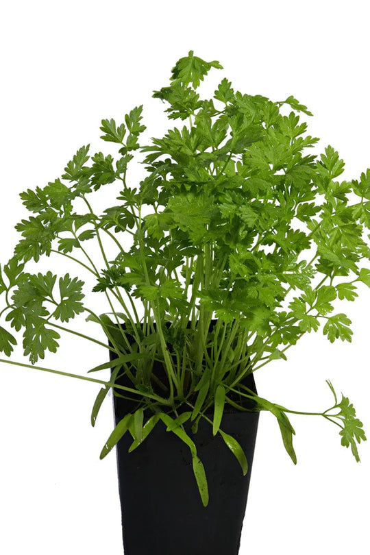 chervil_2_540x_0cd1f989-d66e-4b24-a1f1-27cb918f93d0.jpg Μυρώνι - Chervil - Image 1