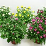 Χρυσάνθεμο - Chrysanthemum