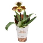 Ορχιδέα Παφιοπέδιλο - Paphiopedilum amerika