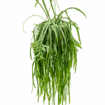 Ριψάλις - Lepismium bolivianum