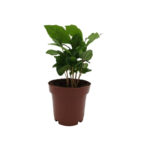 Καφεόδεντρο – Coffee arabica