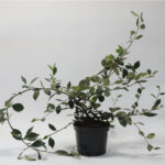 Κυδωνίαστρο Φρανσέτι – Cotoneaster Franchetii