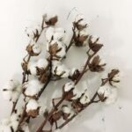 Βαμβάκι - Cotton