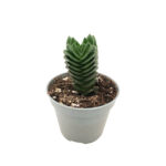 Crassula ‘Buddha’s - Κρασούλα