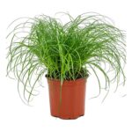 Γατόχορτο - Kattengras